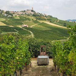 Scenic view of vineyard against sky