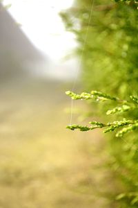 Close-up of plant