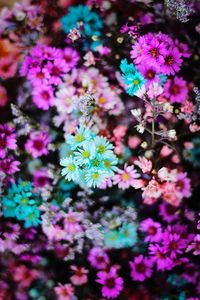 Full frame shot of colorful flowers growing outdoors