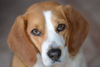 Close-up portrait of dog