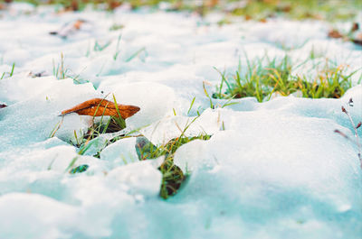 Close-up of snow on plant during winter