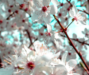 Close-up of cherry blossom
