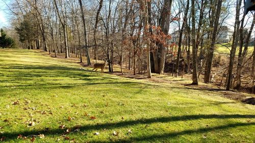 Shadow of trees on grassy field