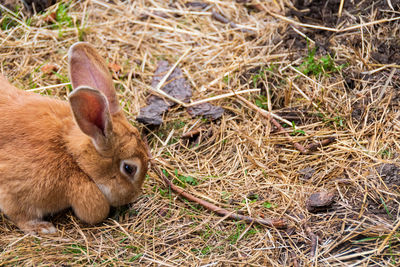 High angle view of a rabbit on field