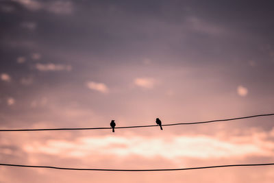 Low angle view of silhouette birds perching on cable against sky