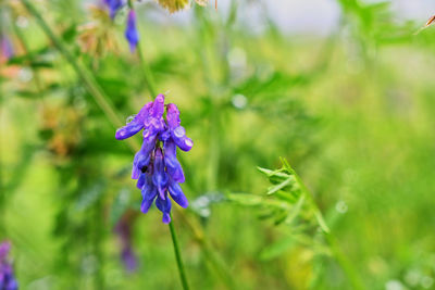 Close-up of purple flowering plant