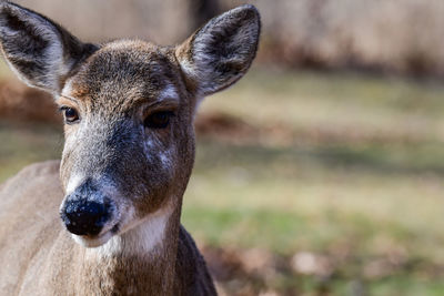 Close-up portrait of deer