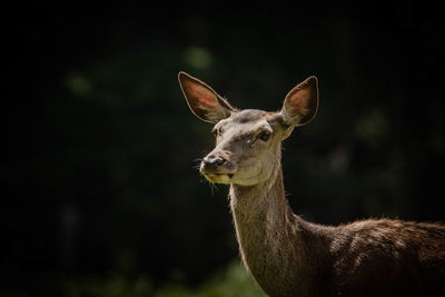 Close-up of lizard on land