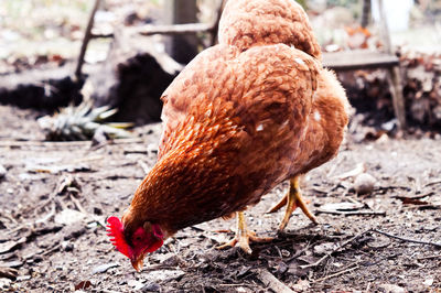 Close-up of chicken on field