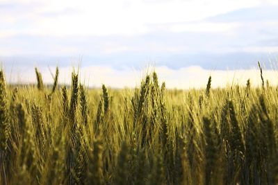 Scenic view of wheat field against sky