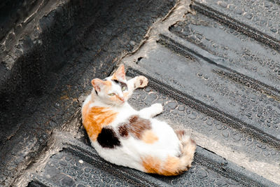 High angle view of cat lying in city