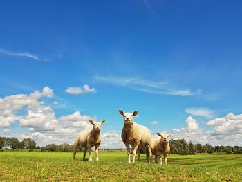 Flock of sheep on field