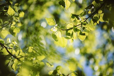 Close-up of flowering plant against trees