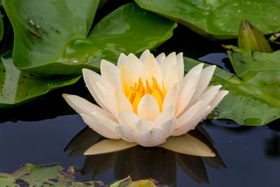 Close-up of water lily in lake