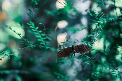 Close-up of butterfly on plant