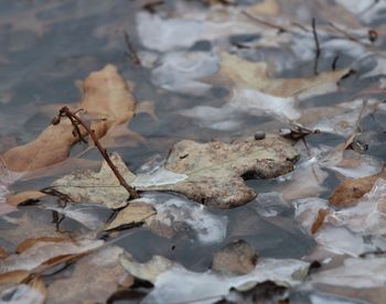 Close-up of dried leaves in water