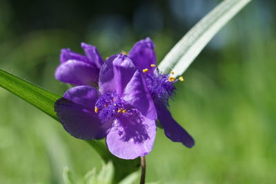 Close-up of purple flower