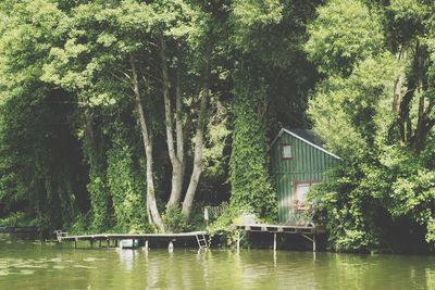 Scenic view of lake in forest