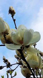 Low angle view of white flowers