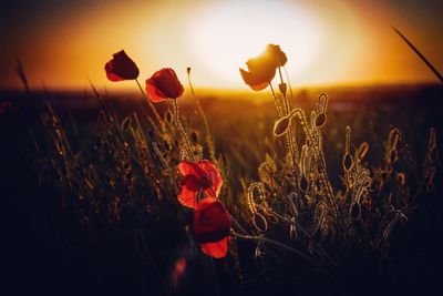 Red poppy flowers in field against sky during sunset