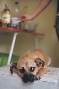 Portrait of dog at home