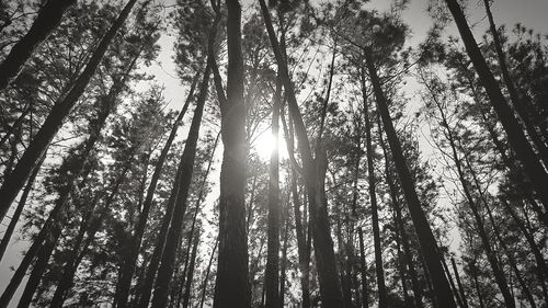 Light coming through pine garden