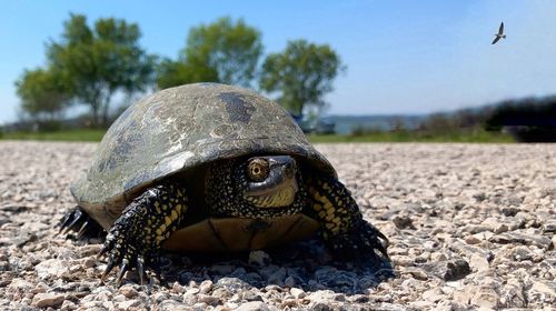 Close-up of turtle