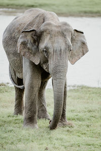 Elephant walking on field