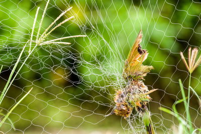 Close-up of spider on web