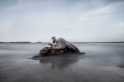 Crab on rock by sea against sky during winter