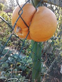 Close-up of oranges growing on tree