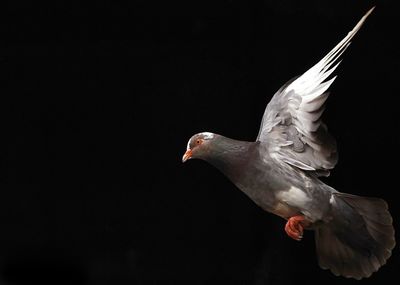 Close-up of pigeon flying against black background