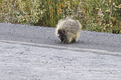 Portrait of an animal on road