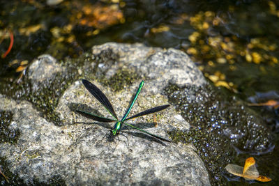 Close-up of insect on rock