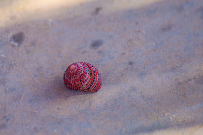 High angle view of red crab on sand