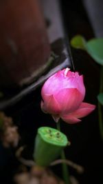 Close-up of pink rose
