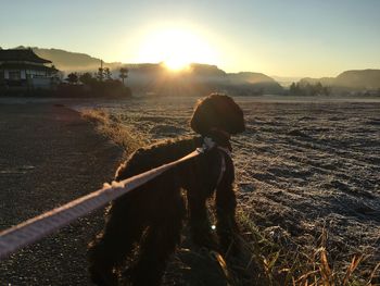 Dog on field at sunset