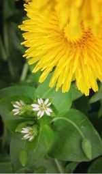 Close-up of yellow flower