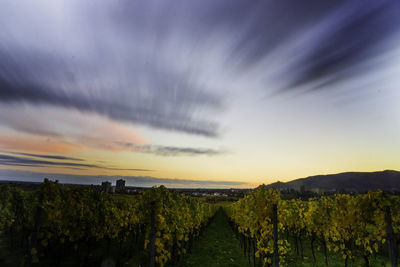 Scenic view of agricultural field against sky during sunset