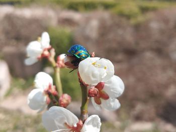 Close-up of white flowering plant