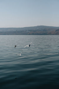 Birds in a lake