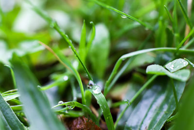 Close-up of wet plant