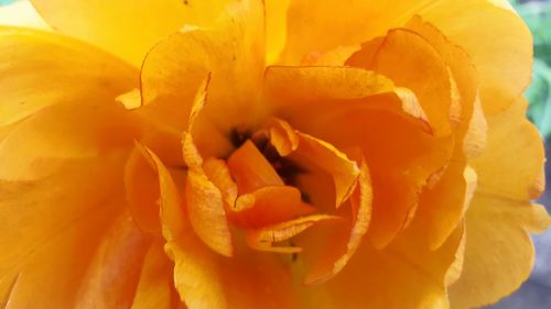 Close-up of orange rose