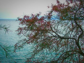 Close-up of tree against sky