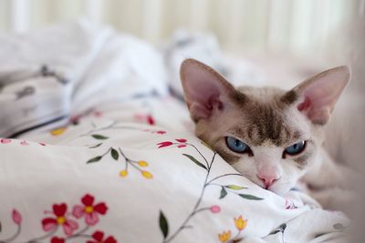 Close-up of cat on bed