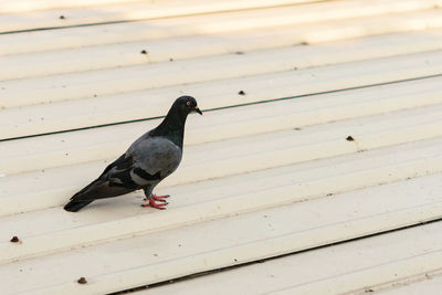 Close-up of pigeon perching on wood