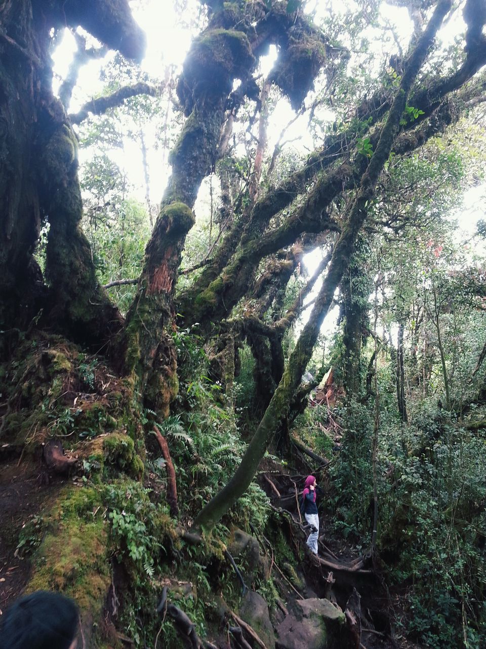 VIEW OF TREES IN FOREST