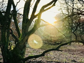 View of tree at sunset