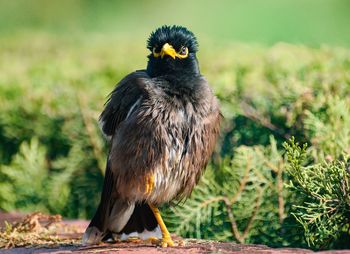 Close-up of bird perching on a field