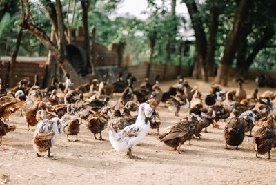 Flock of birds in a field